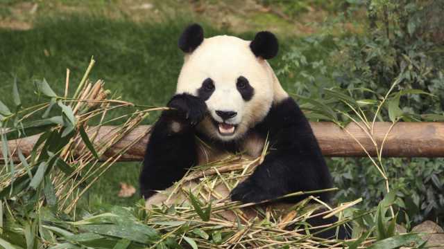 دبلوماسية الباندا.. الصين تنوي إرسال زوجين من الدببة إلى إسبانيا