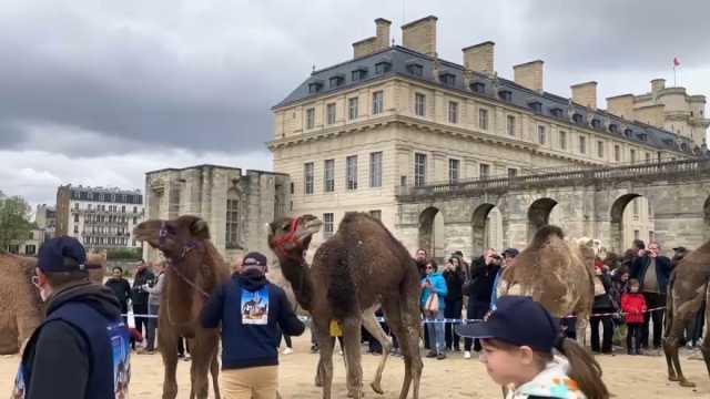 بمناسبة اليوم العالمي للإبليات.. إقامة موكب للجِمال في فرنسا