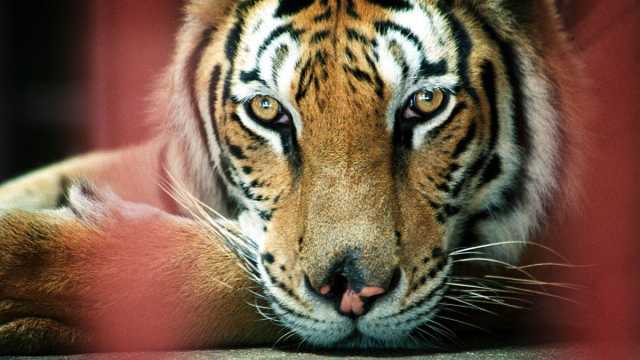 حالة غير طبيعية لنفوق النمور في حديقة للحياة البرية شرق الصين