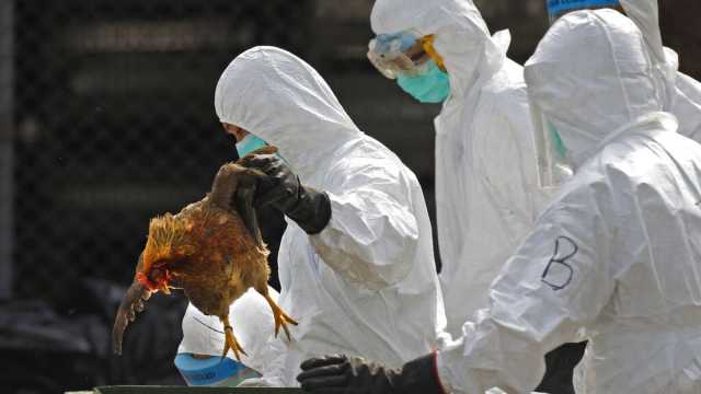 تقرير: فيروس 'إنفلونزا الطيور' انتقل إلى الثدييات وسيتحول إلى جائحة أكثر فتكاً من كوفيد