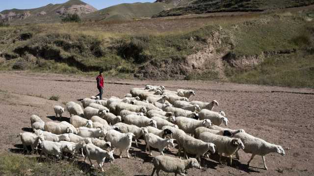 فيديو: حمامات صيفية لعلاج أكثر من مليون رأس من الأغنام في إقليم شينجيانغ